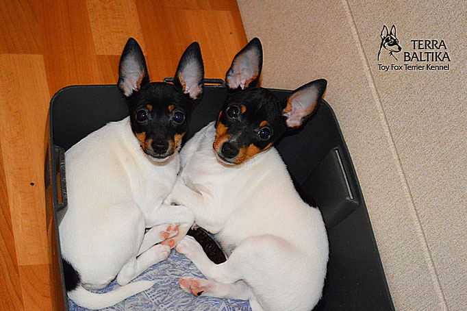#тойфокстерьер #амертой #террабалтика #toyfoxterrier #terrabaltika #puppies #kennel