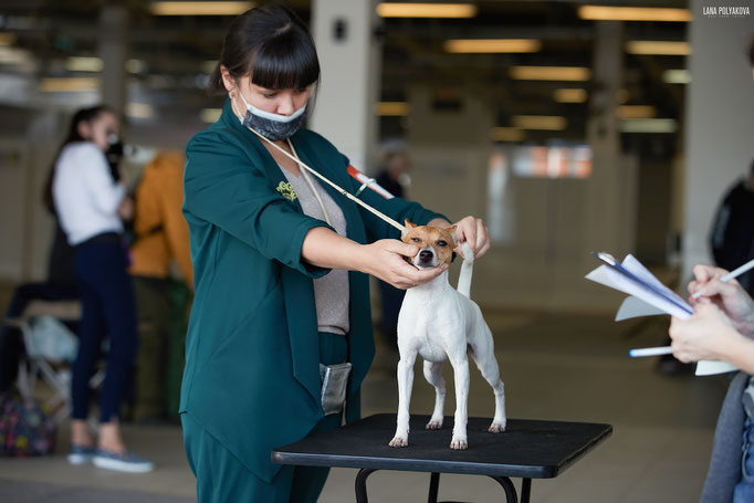 той-фокстерьер, той-фокс, амертой, американский той-фокстерьер, toy fox terrier, terra baltika, терра балтика