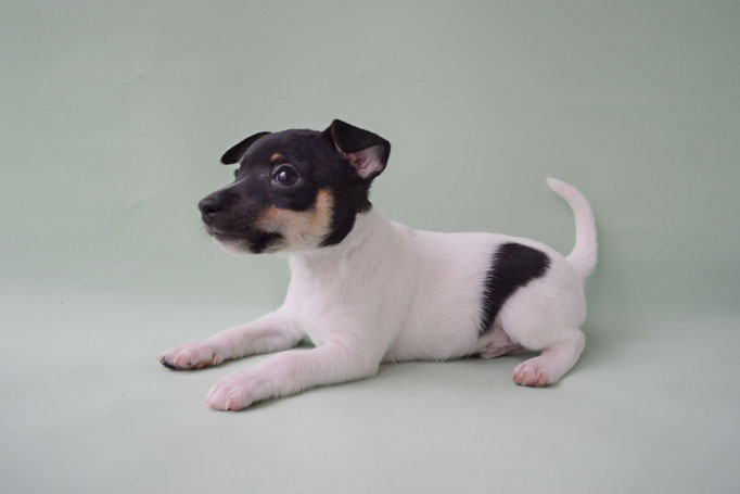#тойфокстерьер #амертой #террабалтика #toyfoxterrier #terrabaltika #puppies #kennel #маленькаясобака #минипорода #маленькаяпородасобак #собачканамаленькихножках #американскийтойфокстерьер #тойфокс #americantoyfoxterrier