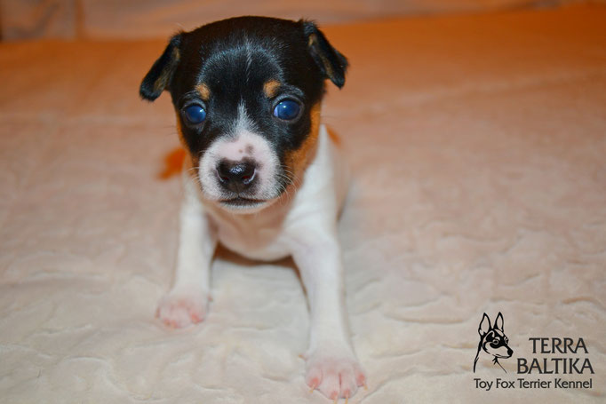 #тойфокстерьер #амертой #террабалтика #toyfoxterrier #terrabaltika #puppies #kennel