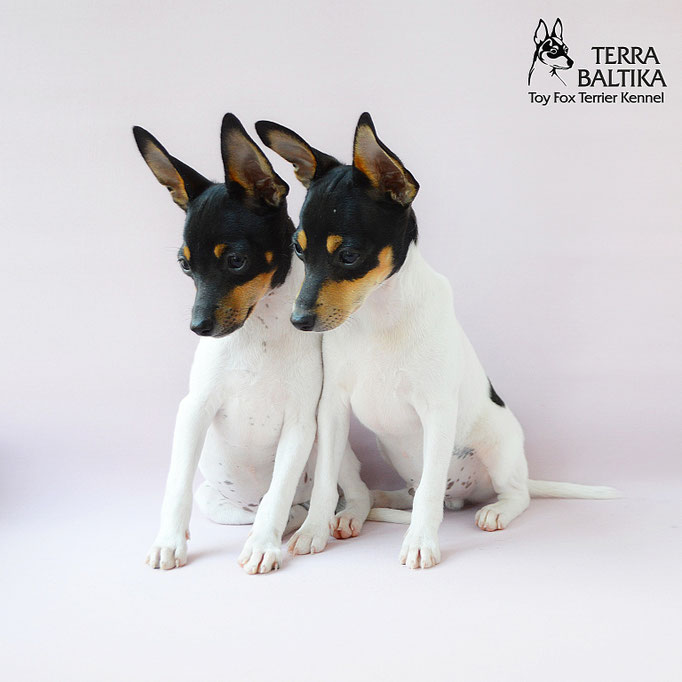 #тойфокстерьер #амертой #террабалтика #toyfoxterrier #terrabaltika #puppies #kennel