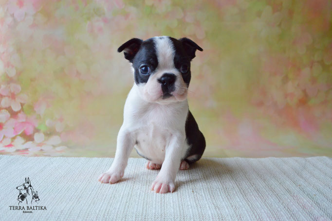 бостон терьер, бостонский терьер, boston terrier, бостон, щенки бостона, питомник бостонов