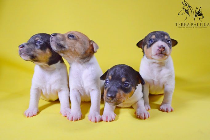 #тойфокстерьер #амертой #террабалтика #toyfoxterrier #terrabaltika #puppies #kennel