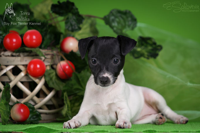#тойфокстерьер #амертой #террабалтика #toyfoxterrier #terrabaltika #puppies #kennel