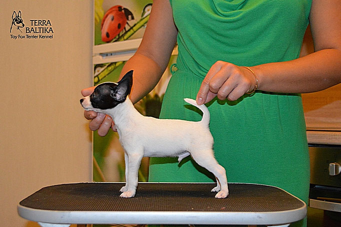 #тойфокстерьер #амертой #террабалтика #toyfoxterrier #terrabaltika #puppies #kennel