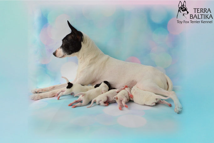 #тойфокстерьер #амертой #террабалтика #toyfoxterrier #terrabaltika #puppies #kennel
