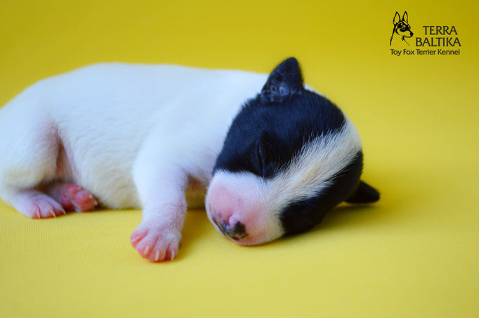 #тойфокстерьер #амертой #террабалтика #toyfoxterrier #terrabaltika #puppies #kennel