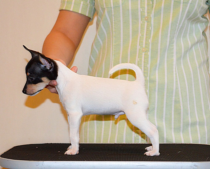 #тойфокстерьер #амертой #террабалтика #toyfoxterrier #terrabaltika #puppies #kennel