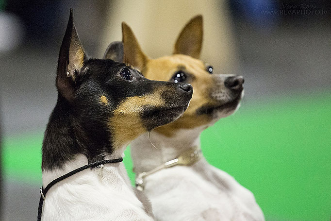#тойфокстерьер #амертой #террабалтика #toyfoxterrier #terrabaltika #puppies #kennel