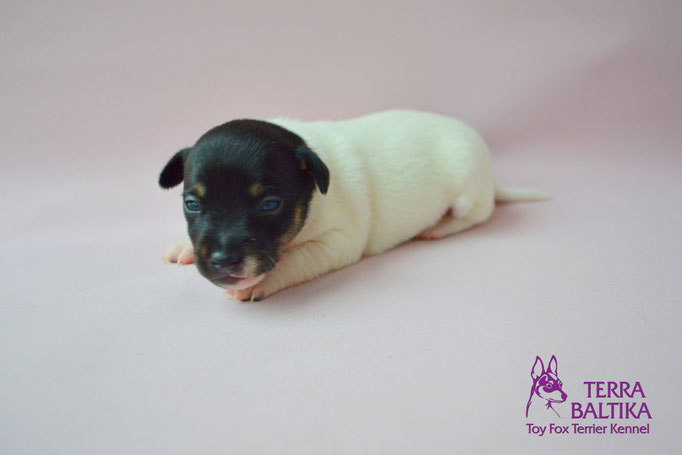 #тойфокстерьер #амертой #террабалтика #toyfoxterrier #terrabaltika #puppies #kennel #маленькаясобака #минипорода #маленькаяпородасобак #собачканамаленькихножках #американскийтойфокстерьер #тойфокс #americantoyfoxterrier