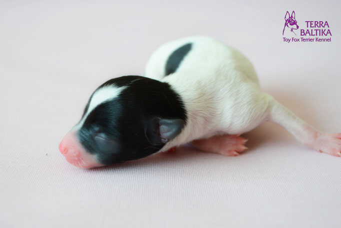 #тойфокстерьер #амертой #террабалтика #toyfoxterrier #terrabaltika #puppies #kennel