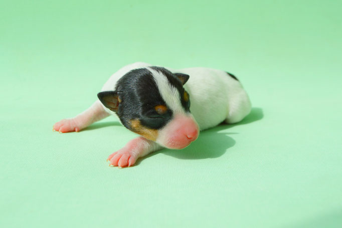 #тойфокстерьер #амертой #террабалтика #toyfoxterrier #terrabaltika #puppies #kennel