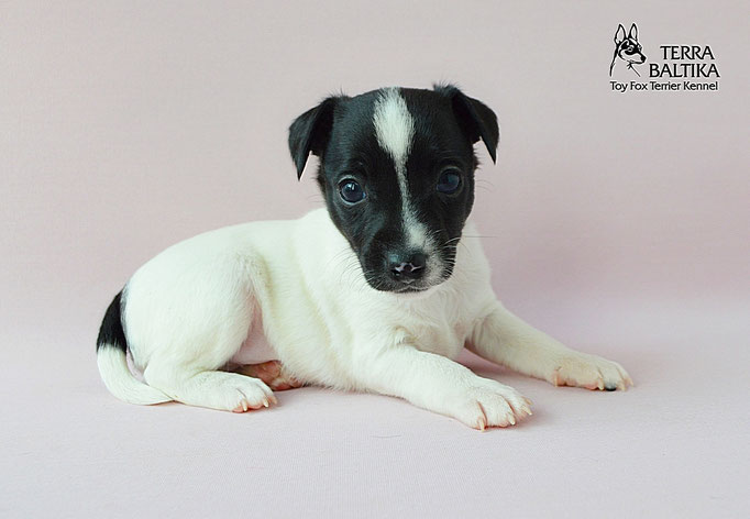 #тойфокстерьер #амертой #террабалтика #toyfoxterrier #terrabaltika #puppies #kennel