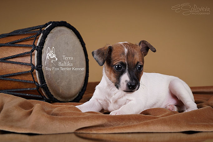 #тойфокстерьер #амертой #террабалтика #toyfoxterrier #terrabaltika #puppies #kennel