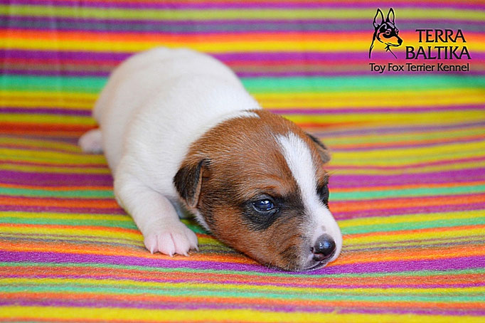 #тойфокстерьер #амертой #террабалтика #toyfoxterrier #terrabaltika #puppies #kennel