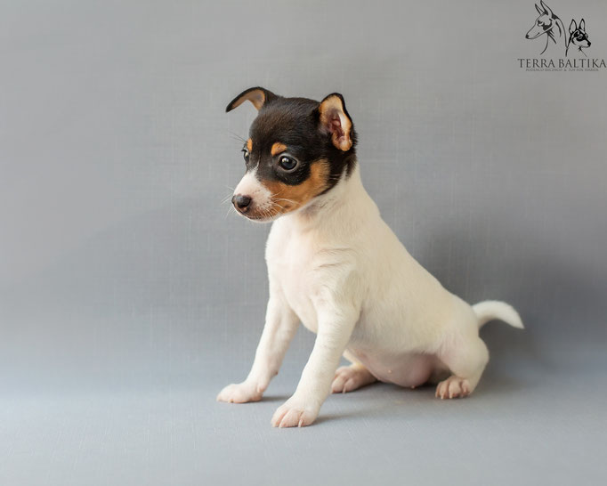 #тойфокстерьер #амертой #террабалтика #toyfoxterrier #terrabaltika #puppies #kennel