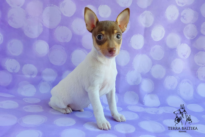 Той-фокстерьер, амертой, той-фокс, тфт, американский той-фокстерьер, Toy Fox Terrier, Terra Baltika, Терра Балтика, щенки той-фокстерьера, питомник той-фокстерьер