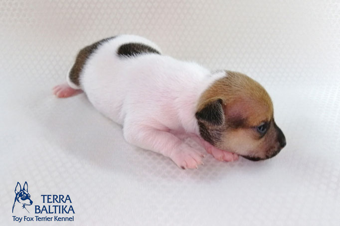 #тойфокстерьер #амертой #террабалтика #toyfoxterrier #terrabaltika #puppies #kennel #маленькаясобака #минипорода #маленькаяпородасобак #собачканамаленькихножках #американскийтойфокстерьер #тойфокс #americantoyfoxterrier