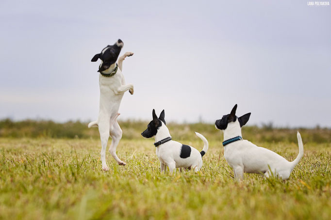 #тойфокстерьер #амертой #террабалтика #toyfoxterrier #terrabaltika #puppies #kennel