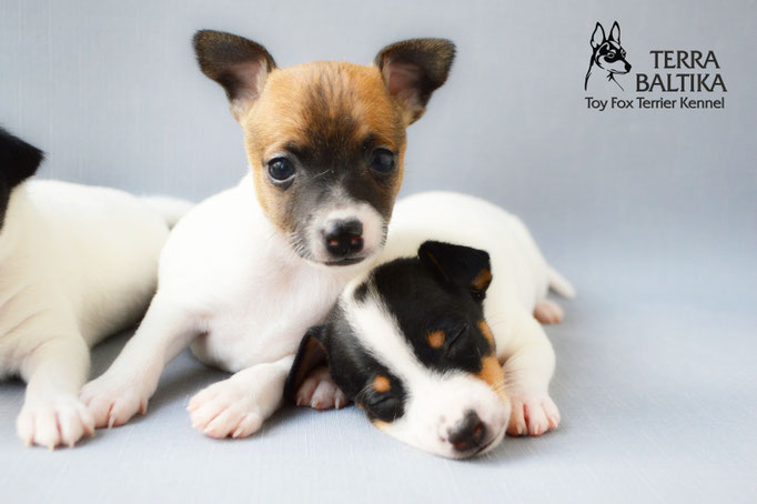 #тойфокстерьер #амертой #террабалтика #toyfoxterrier #terrabaltika #puppies #kennel