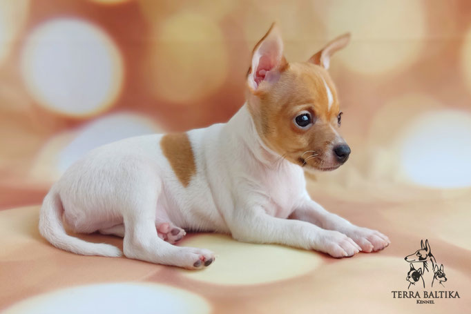 Той-фокстерьер, той-фокс, амертой, тфт, американский той-фокстерьер, Toy fox Terrier