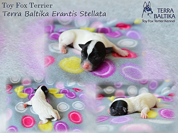#тойфокстерьер #амертой #террабалтика #toyfoxterrier #terrabaltika #puppies #kennel