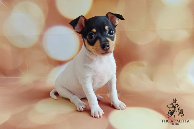 Той-фокстерьер, той-фокс, амертой, тфт, американский той-фокстерьер, Toy fox Terrier