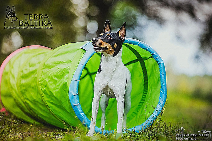 #тойфокстерьер #амертой #террабалтика #toyfoxterrier #terrabaltika #puppies #kennel