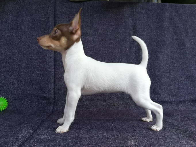 #тойфокстерьер #амертой #террабалтика #toyfoxterrier #terrabaltika #puppies #kennel