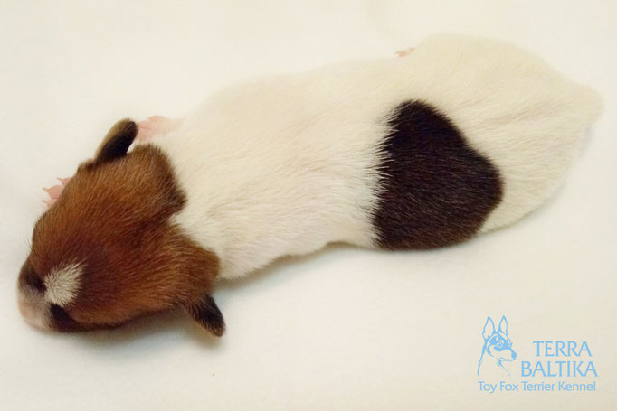 #тойфокстерьер #амертой #террабалтика #toyfoxterrier #terrabaltika #puppies #kennel