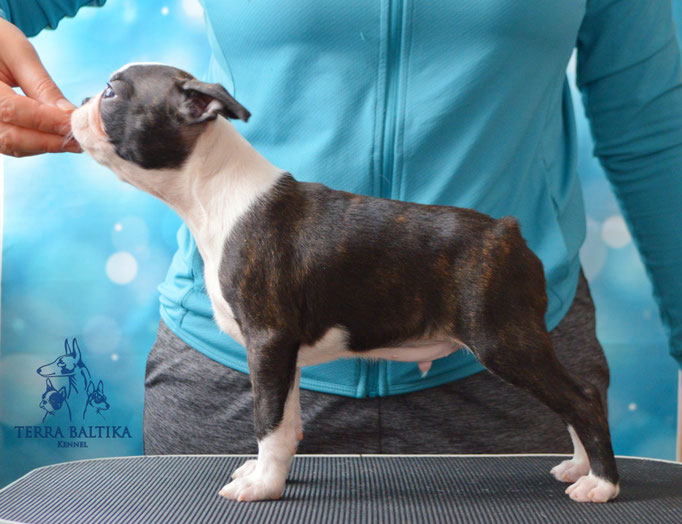 бостон терьер, бостонский терьер, boston terrier, бостон, щенки бостона, питомник бостонов