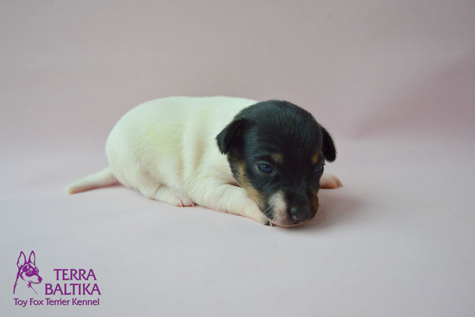 #тойфокстерьер #амертой #террабалтика #toyfoxterrier #terrabaltika #puppies #kennel #маленькаясобака #минипорода #маленькаяпородасобак #собачканамаленькихножках #американскийтойфокстерьер #тойфокс #americantoyfoxterrier