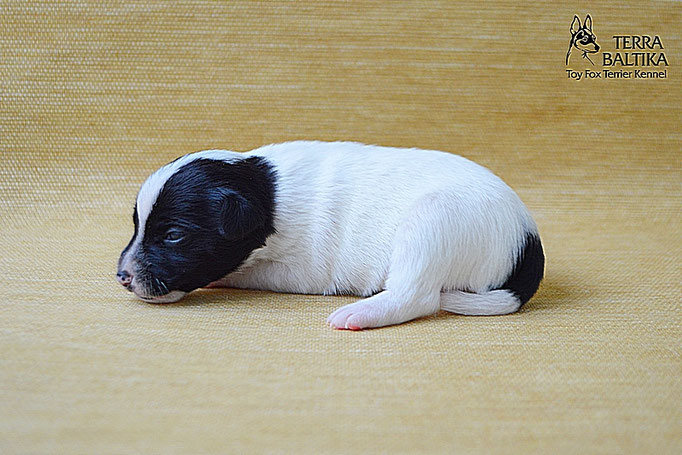 #тойфокстерьер #амертой #террабалтика #toyfoxterrier #terrabaltika #puppies #kennel