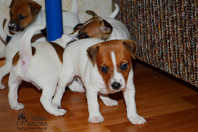#тойфокстерьер #амертой #террабалтика #toyfoxterrier #terrabaltika #puppies #kennel