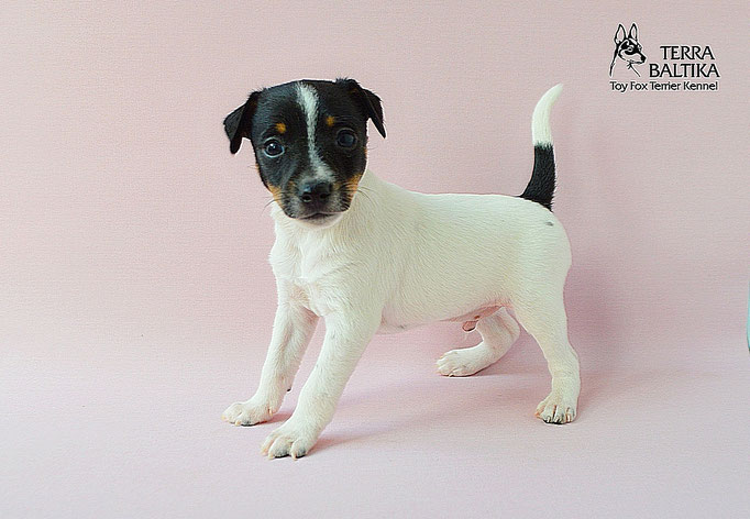 #тойфокстерьер #амертой #террабалтика #toyfoxterrier #terrabaltika #puppies #kennel