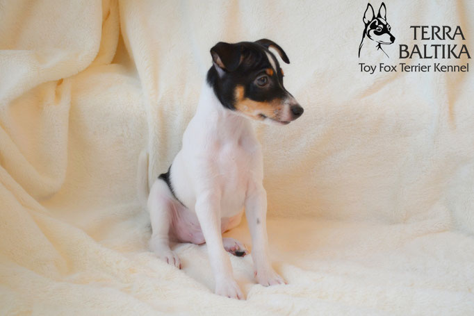 #тойфокстерьер #амертой #террабалтика #toyfoxterrier #terrabaltika #puppies #kennel