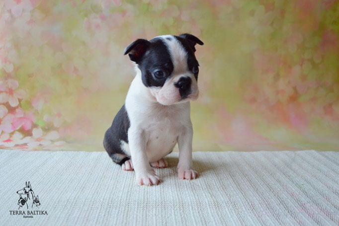 бостон терьер, бостонский терьер, boston terrier, бостон, щенки бостона, питомник бостонов