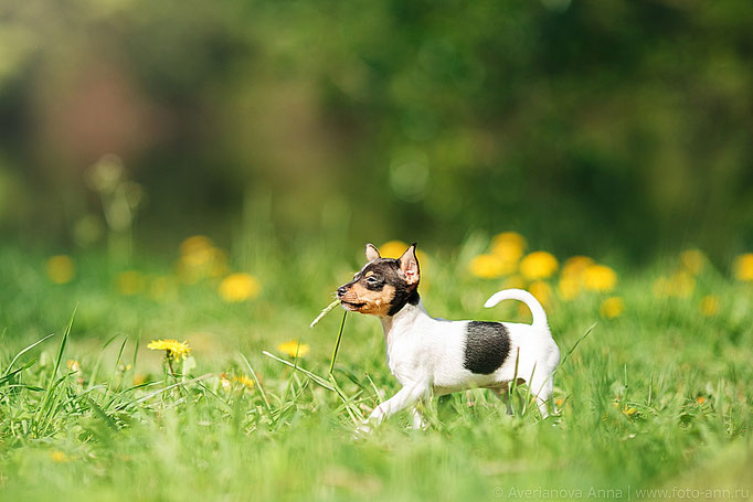 #тойфокстерьер #амертой #террабалтика #toyfoxterrier #terrabaltika #puppies #kennel
