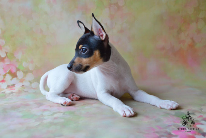 Той-фокстерьер, амертой, той-фокс, тфт, американский той-фокстерьер, Toy Fox Terrier, Terra Baltika, Терра Балтика, щенки той-фокстерьера, питомник той-фокстерьер