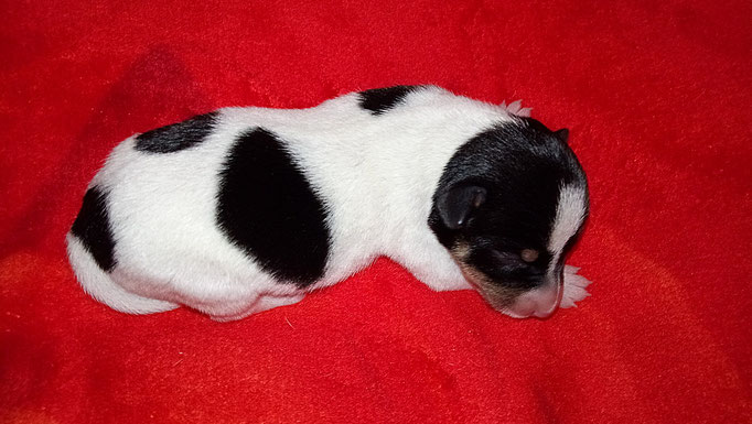 #тойфокстерьер #амертой #террабалтика #toyfoxterrier #terrabaltika #puppies #kennel