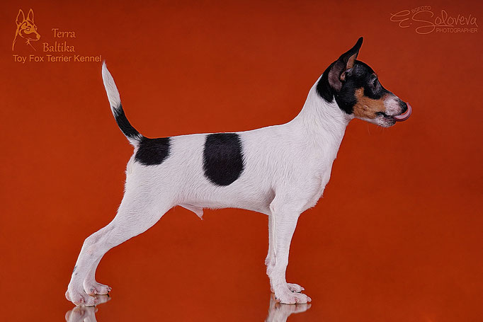 #тойфокстерьер #амертой #террабалтика #toyfoxterrier #terrabaltika #puppies #kennel