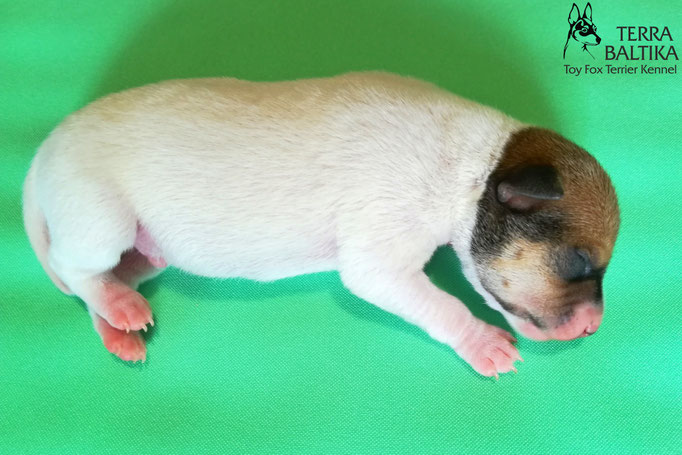 той-фокстерьер, той-фокс, амертой, американский той-фокстерьер, toy fox terrier, terra baltika, терра балтика