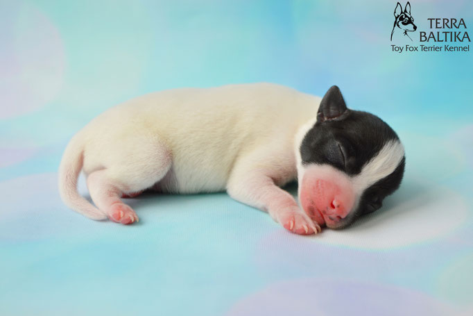 #тойфокстерьер #амертой #террабалтика #toyfoxterrier #terrabaltika #puppies #kennel