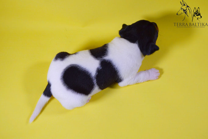 #тойфокстерьер #амертой #террабалтика #toyfoxterrier #terrabaltika #puppies #kennel