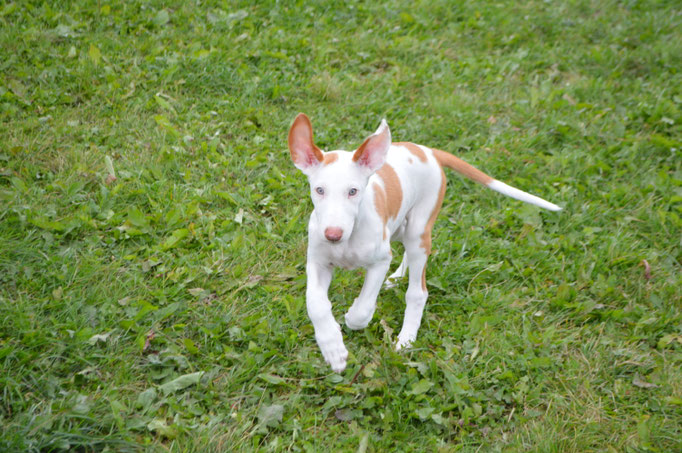 Поденко ибиценко, ибицкая борзая, ивисская борзая, ибизан, Podenco Ibicenco, Ibizan Hound, Terra Baltika, Терра Балтика