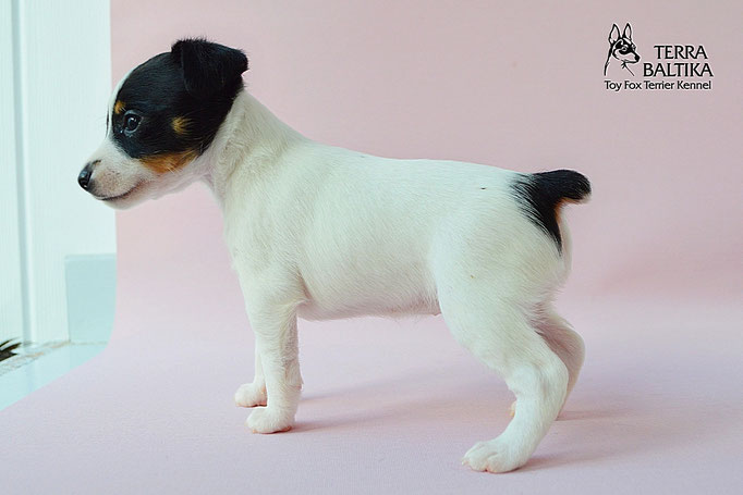 #тойфокстерьер #амертой #террабалтика #toyfoxterrier #terrabaltika #puppies #kennel