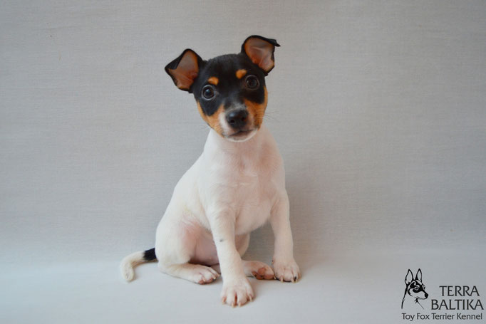 #тойфокстерьер #амертой #террабалтика #toyfoxterrier #terrabaltika #puppies #kennel #маленькаясобака #минипорода #маленькаяпородасобак #собачканамаленькихножках #американскийтойфокстерьер #тойфокс #americantoyfoxterrier