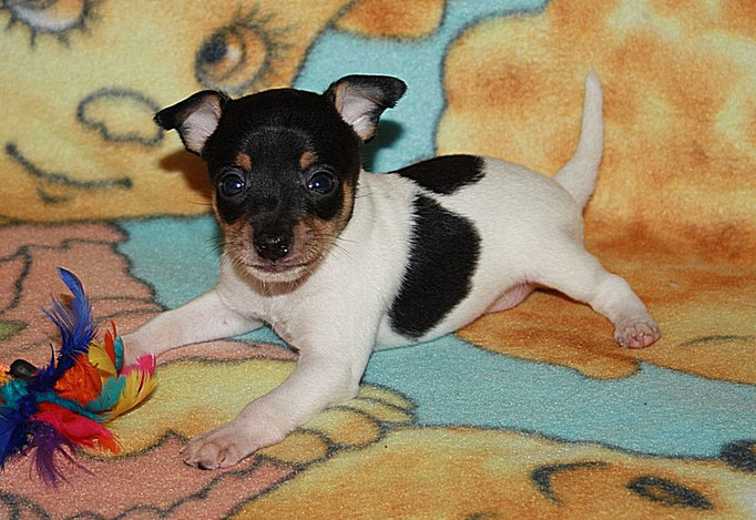#тойфокстерьер #амертой #террабалтика #toyfoxterrier #terrabaltika #puppies #kennel