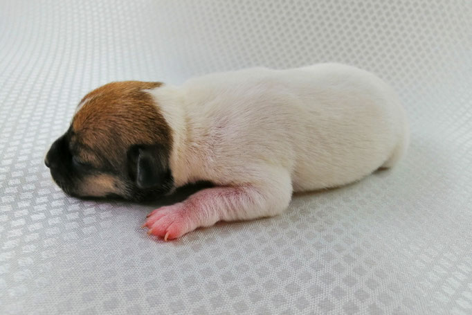 #тойфокстерьер #амертой #террабалтика #toyfoxterrier #terrabaltika #puppies #kennel #маленькаясобака #минипорода #маленькаяпородасобак #собачканамаленькихножках #американскийтойфокстерьер #тойфокс #americantoyfoxterrier