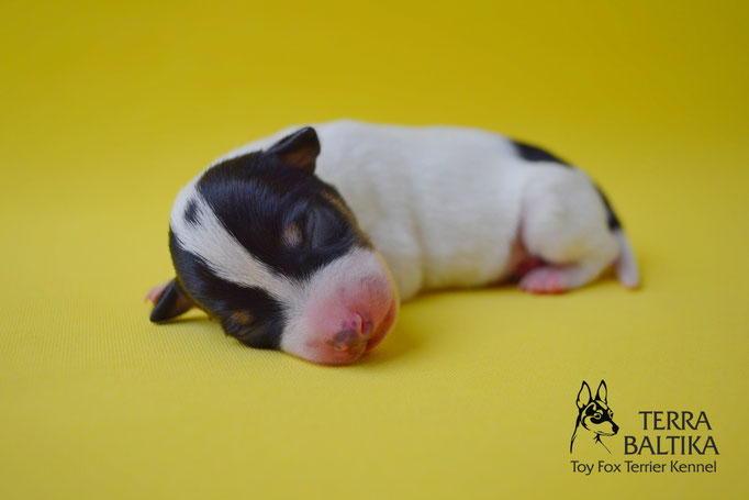 #тойфокстерьер #амертой #террабалтика #toyfoxterrier #terrabaltika #puppies #kennel #маленькаясобака #минипорода #маленькаяпородасобак #собачканамаленькихножках #американскийтойфокстерьер #тойфокс #americantoyfoxterrier